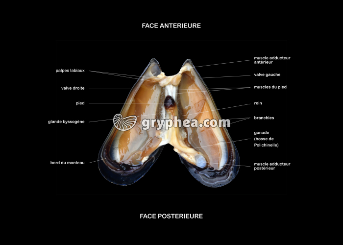 Anatomie d'une Moule (Mytilus galloprovincialis) - vue légendée - gryphea.org